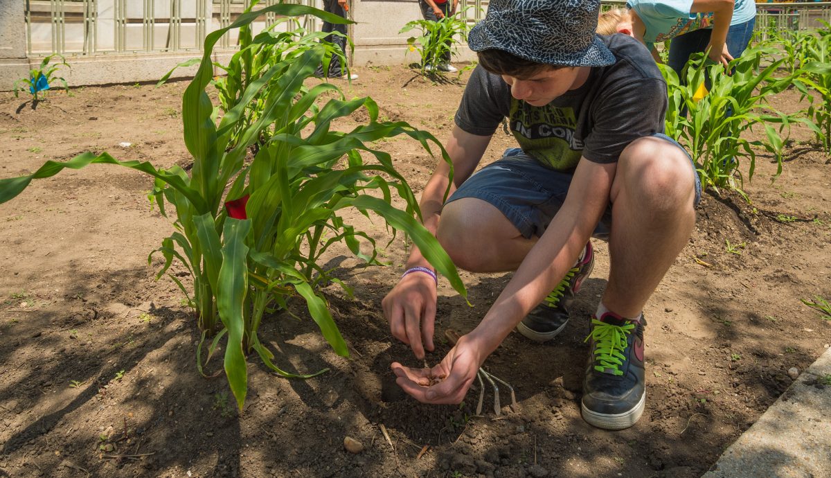 3 sister planting