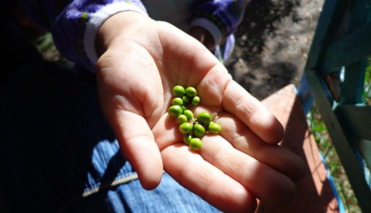 Hand peas