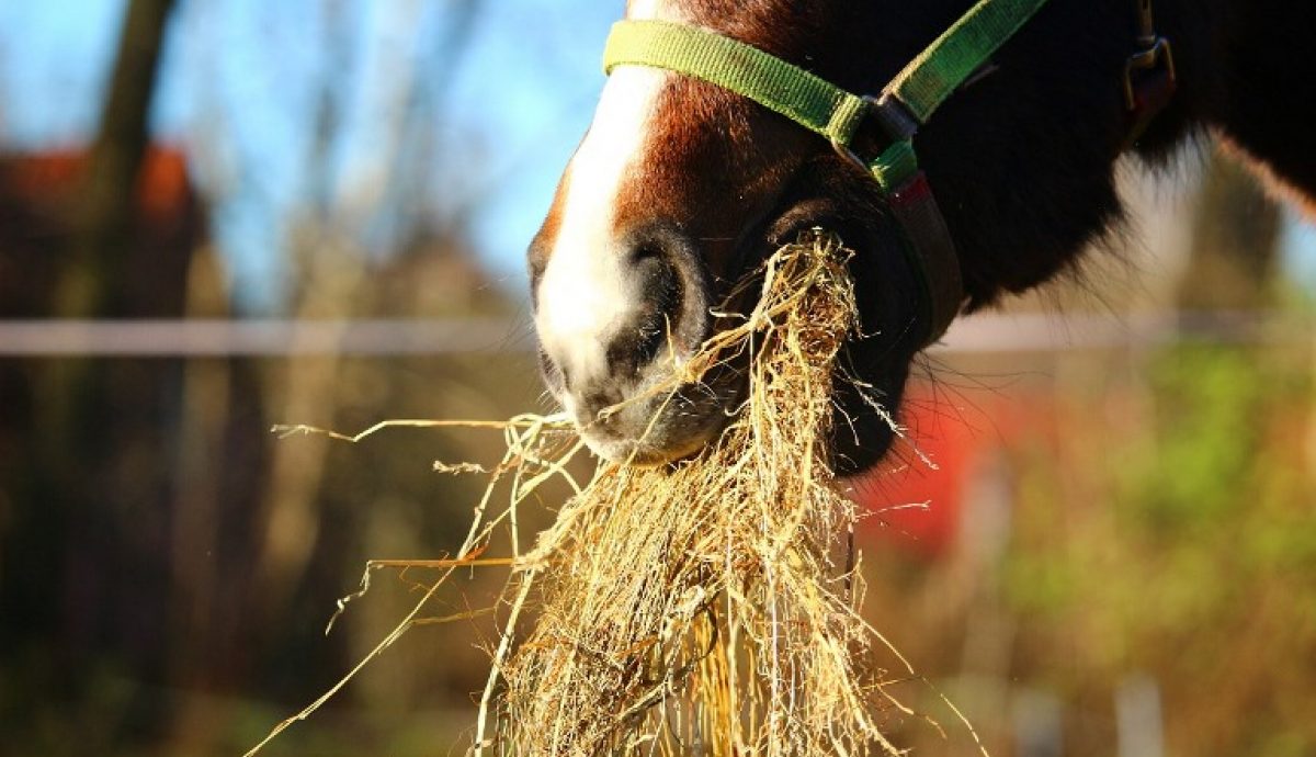 Smaller hay