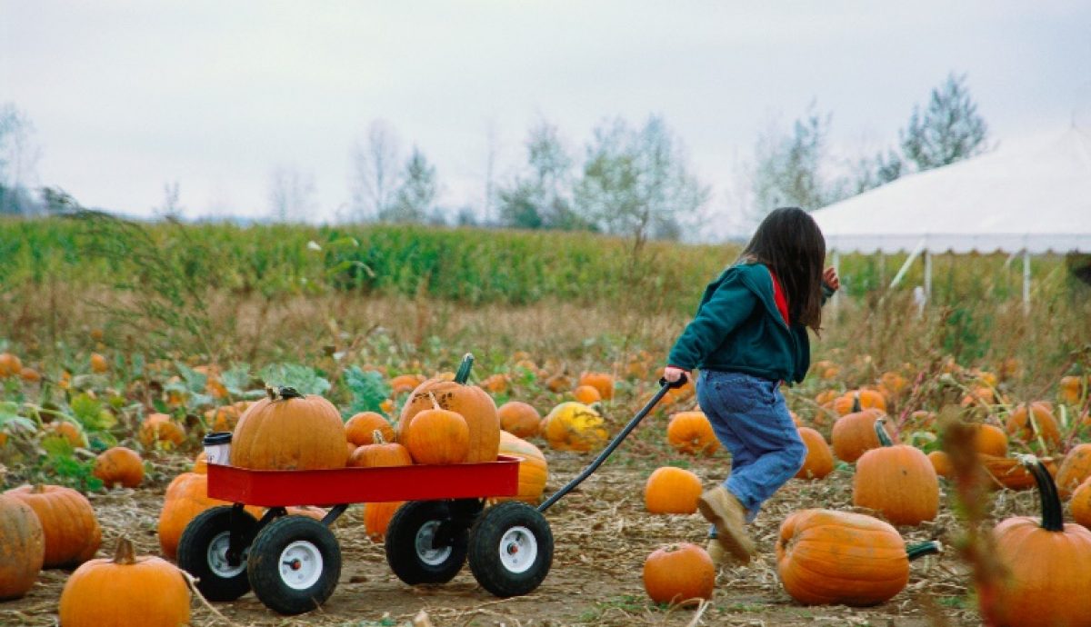 Wagon pumpkin